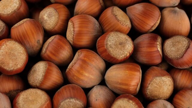 Hazelnut. Macro view heap of hazelnuts in shell close up, rotation