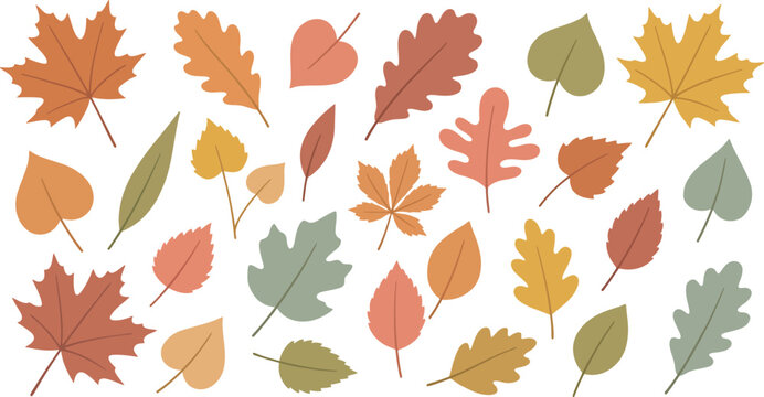 Autumn leaves vector set with colorful fall maple leaf, oak leaves, birch foliage, and seasonal leaf collection isolated on white background.eps