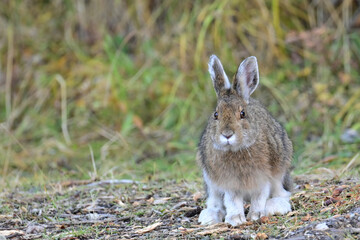 A mid-phase snowshoe hare (lepus americanus) munches on abundant foliage in Denali National Park and  Preserve, Alaska. © JT Fisherman