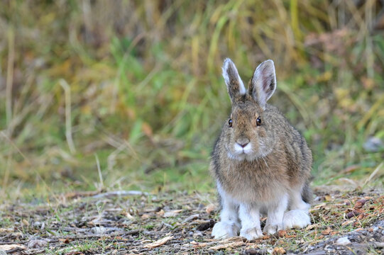 A mid-phase snowshoe hare (lepus americanus) munches on abundant foliage in Denali National Park and  Preserve, Alaska.