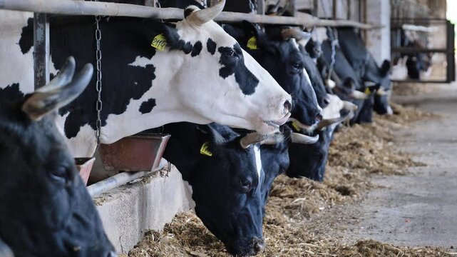 Holstein dairy cows feeding on fodder inside a modern agricultural farm barn
