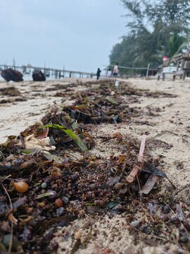 Close-up view of seaweed and debris washed ashore on a sandy beach with a pier and trees in the background under an overcast sky.