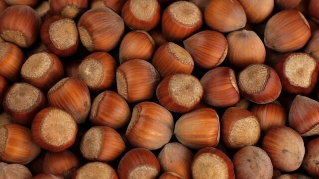 Heap of whole hazelnuts in shell close up, rotation