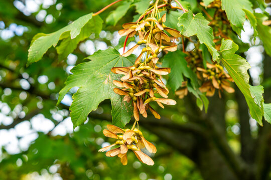 Close-up shot of hanging brown maple seeds and green leaves on a sycamore tree branch, natural daylight lighting, soft blurred background with bokeh effect, macro nature photograph.
