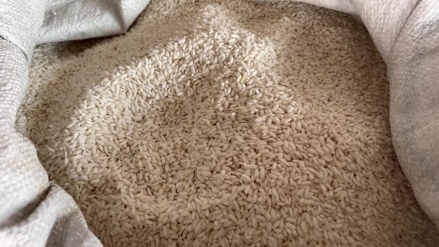 Organic Sticky Rice Grains Agricultural Produce Background