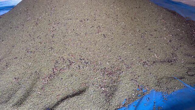 Harvested Raw Green Gram Seeds Sundrying Process Background