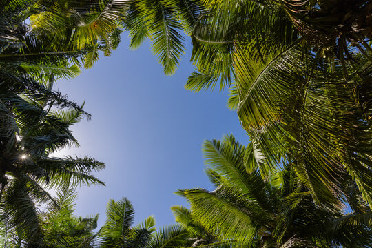 Sunlit coconut palm fronds forming a lush tropical canopy and natural frame around clear blue sky