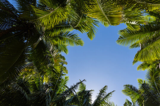 Lush tropical coconut palm fronds forming a natural canopy around clear blue sky