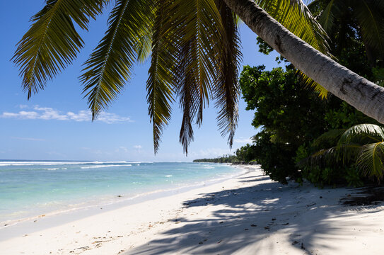 Idyllic tropical beach with white sand, turquoise ocean water and overhanging coconut palms