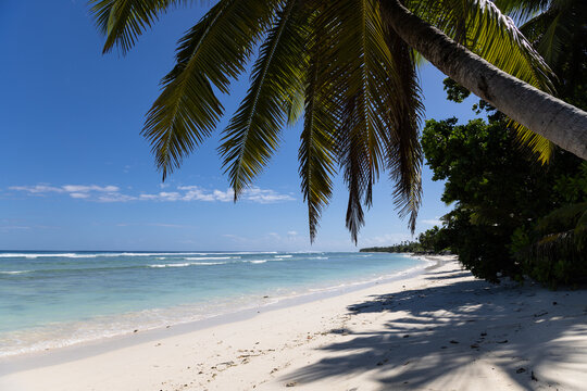 Palm tree fronds framing tropical white sand beach and turquoise ocean water