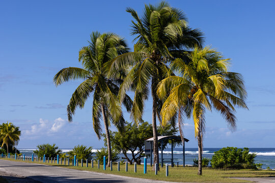 Tropical trees beside a quiet coastal road and shaded picnic shelter overlooking ocean waves