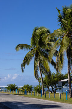 Tall green coconut palm trees standing beside road along tropical ocean coast
