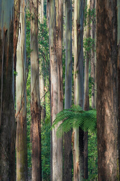 A single green tree fern amongst tall tree trunks