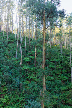 Tall straight gum trees growing on a hillside amongst in lush green tree ferns