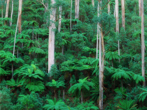 A hillside covered in lush green tree ferns and tall gum tree trunks