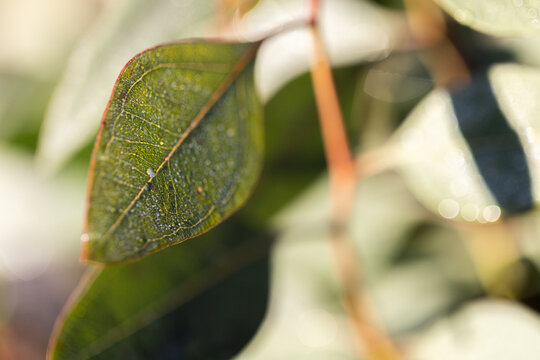 Close up of juvenile gum leaves with dew