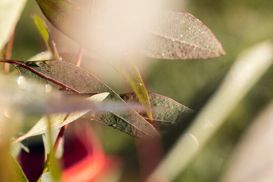 Close up of juvenile gum leaves