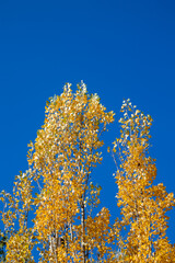 Obraz premium Vibrant golden fall foliage against a crisp blue sky