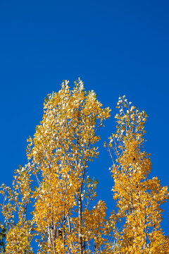 Vibrant golden fall foliage against a crisp blue sky