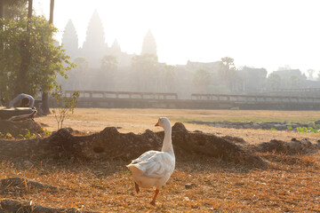 White goose walking in front of Angkor Wat at sunrise © Cavan
