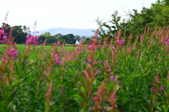 Lush green meadow with pink flowers and a distant house