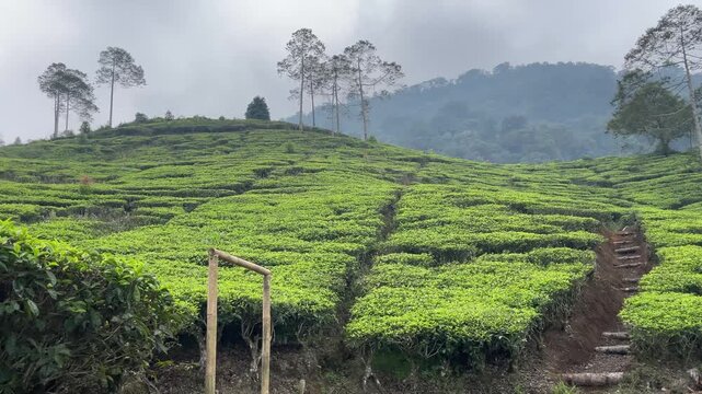 Terraced Tea Plantation. A detailed view of a sustainable, organic tea estate in a highland region. Hand-plucked tea leaves in the foreground lead the eye up the intricate patterns of the terraced 