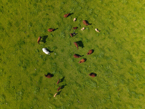 Aerial view of a herd of brown and white cattle grazing in a lush green pasture in Lisburn, Northern Ireland, United Kingdom.