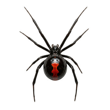 Black widow spider with red hourglass mark on its back