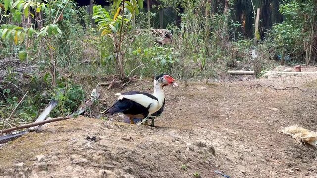 Footage of a Muscovy duck with black and white feathers standing in a rural farm garden.