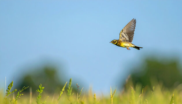 Yellowhammer bird in flight over a green meadow with blue sky background wildlife photography