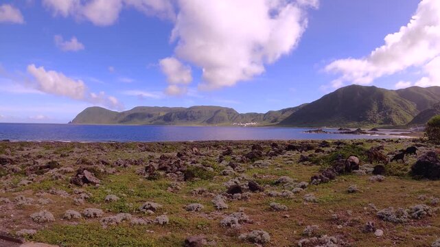 slow horizontal pane view from left to right look out to a bay in Dongqing Village and mountains from rocky shore coast line view with black brown wild goats eating grass on grassland during good weat