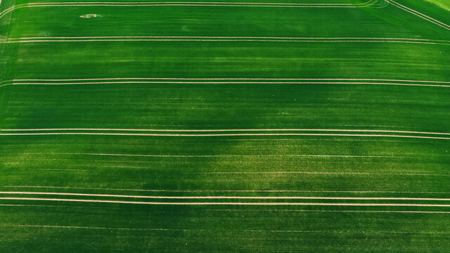 Aerial view of a vibrant green agricultural field with parallel tractor tracks stretching across the landscape in Latvia.