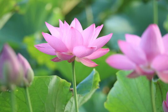 蓮の花