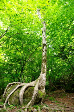 Giant beech tree growing over a rock in a green forest