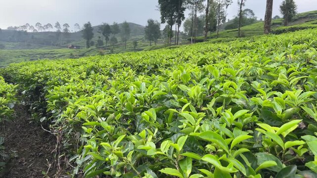 green tea plantation