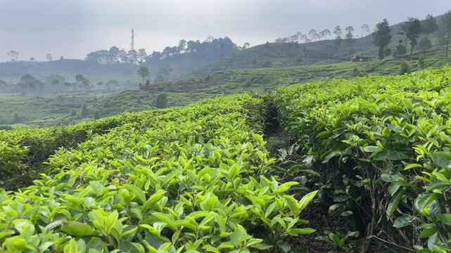 Terraced Tea Plantation.