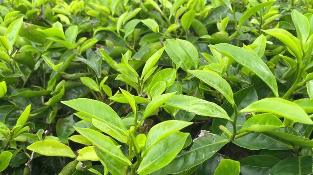 green tea leaves