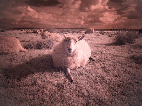 Sheep resting in grass under clouds captured in near-infrared monochrome format