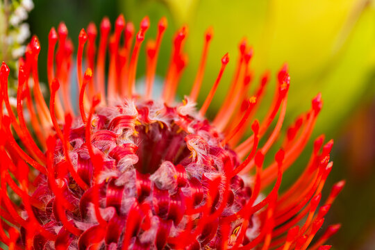 Pincushion protea flower detail in floral bouquet