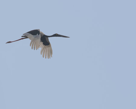 A Black necked stork