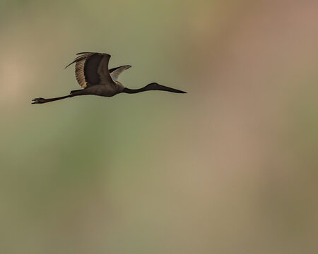 A Black necked stork