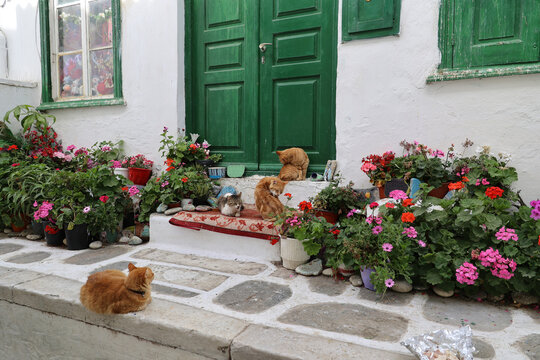 Cats in front of a front door in an alley of Mykonos  