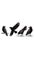 Obraz premium Set of four black and purple crows shown perched flying pecking and standing