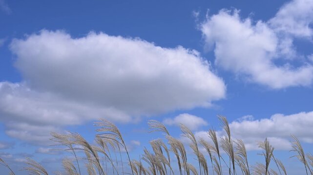 秋晴れの空とススキ