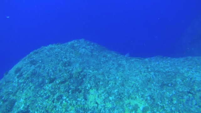 view of a parrot fish in distance where has strong dangerous current so no coral can grow on top of the reef rock with big giant boulder rock wall at side of passage way under Lover's Cave during good