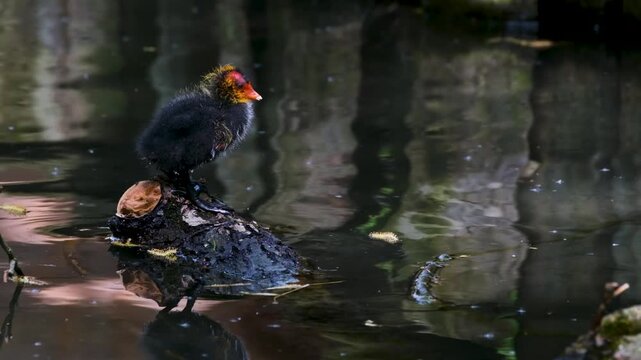 Juvenile bird perched on adult in shallow water with natural reflection