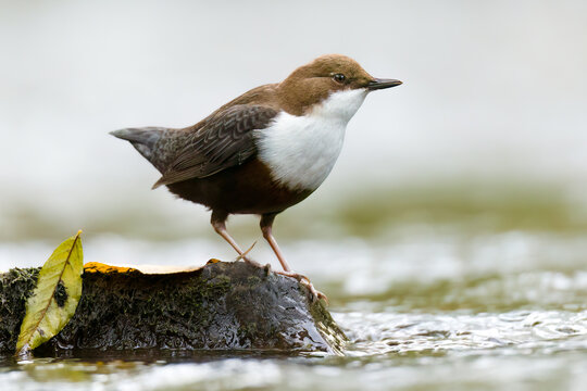 White-throated dipper / Wasseramsel (Cinclus cinclus)