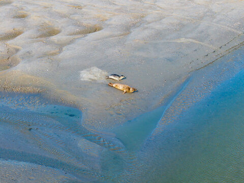 Aerial view of two seals resting on a sandbank in the Baie de Somme, Saint-Valery-sur-Somme, Hauts-de-France, France.