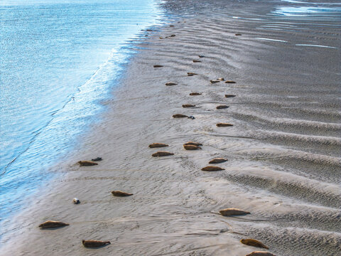 Aerial view of a colony of seals resting on the sandy tidal flats of the Baie de Somme with ripple patterns in the sand in Saint-Valery-sur-Somme, Hauts-de-France, France.