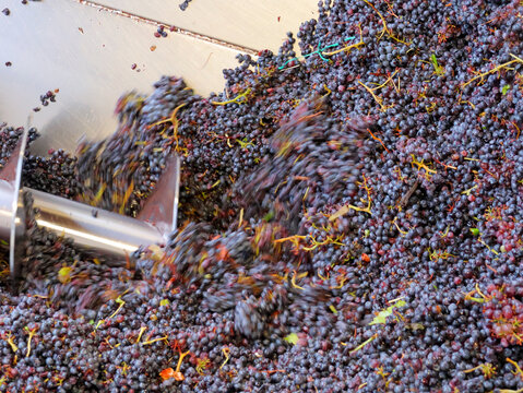 Grappes de raisin de la vendange dans la vis sans fin